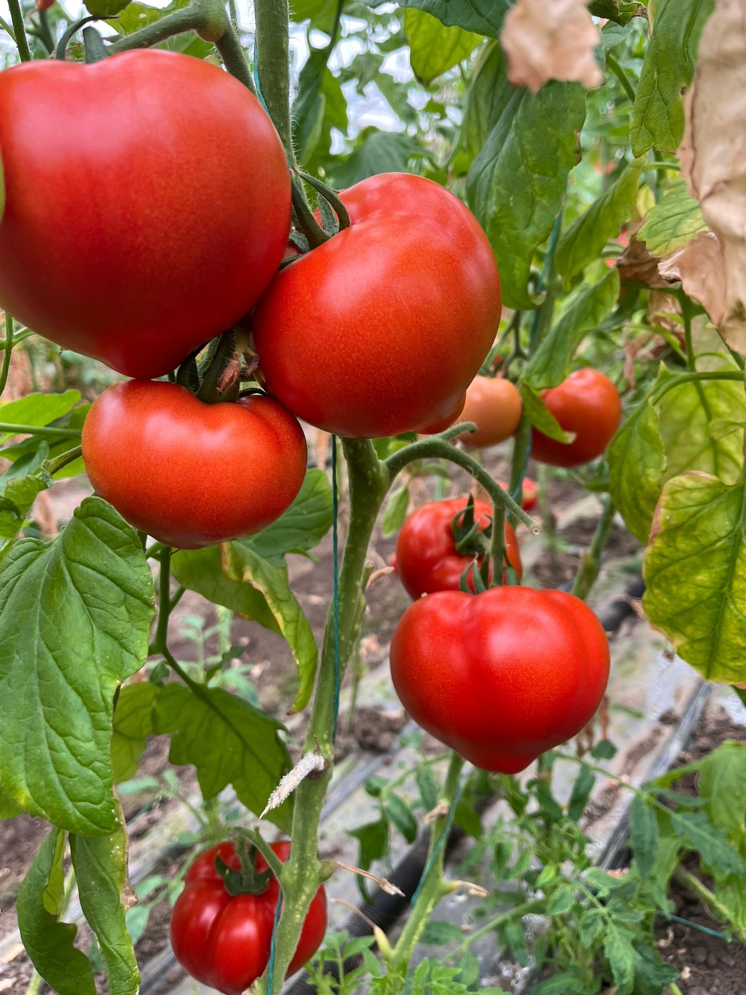 Seminte profesionale de legume Costared RZ F1 