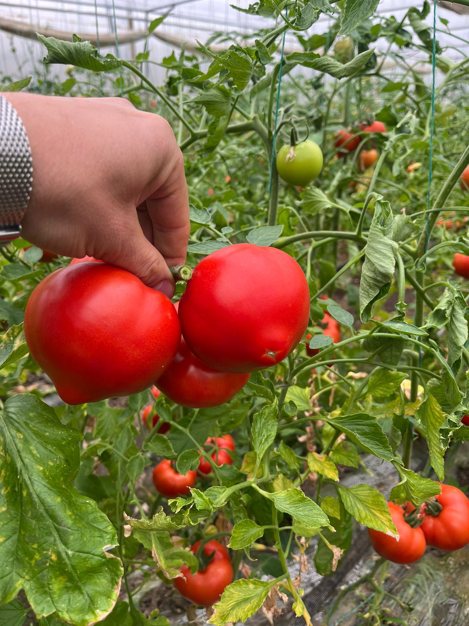 Seminte profesionale de legume Costared RZ F1 