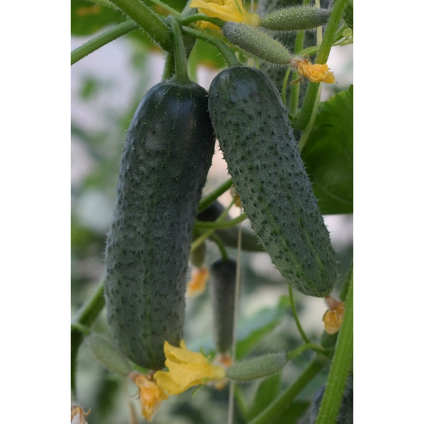 Castraveti cornichon Barytone RZ F1