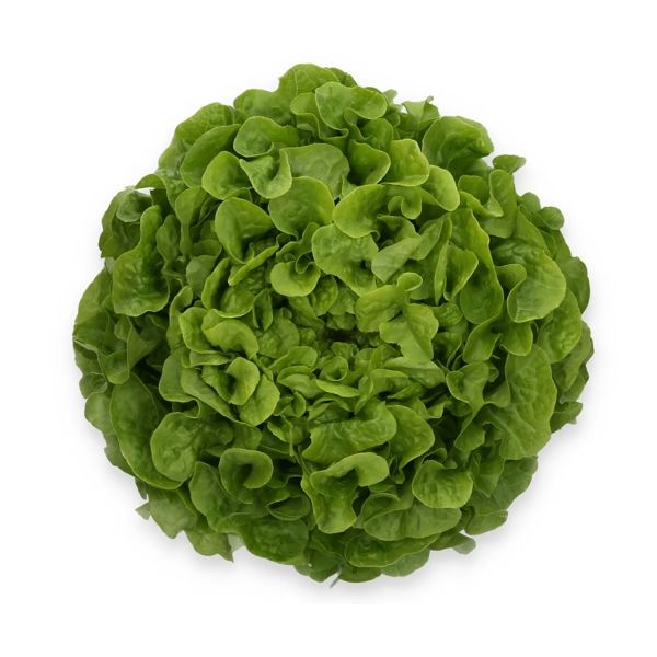 Salata Nicodemus RZ Salata Nicodemus RZ