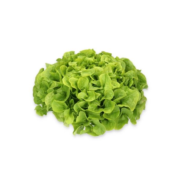Salata Nicodemus RZ