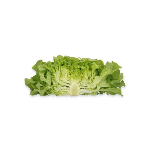 Salata Nicodemus RZ Salata Nicodemus RZ