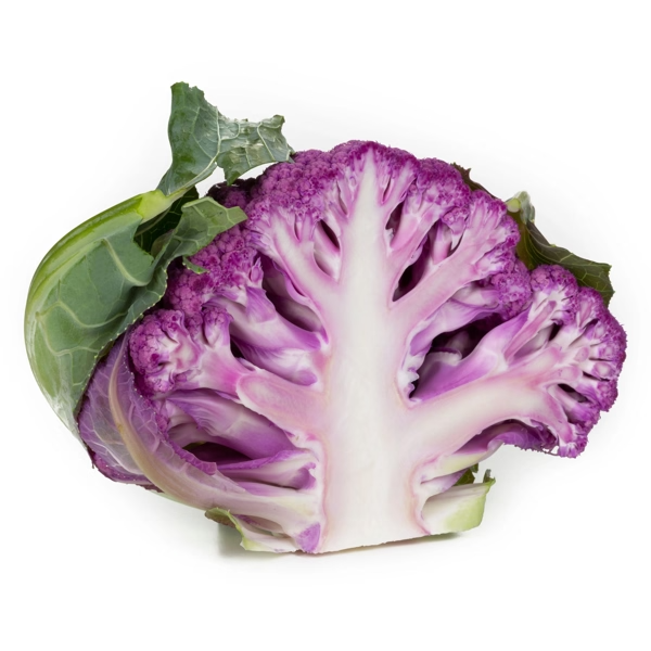Conopida Lavender RZ F1