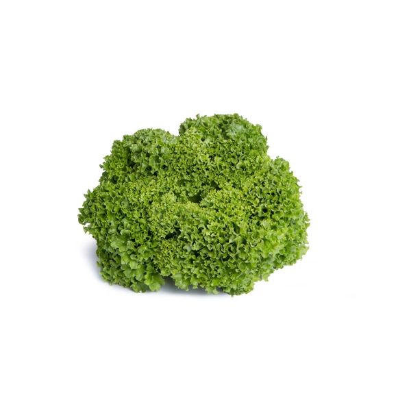 Salata Liadine RZ