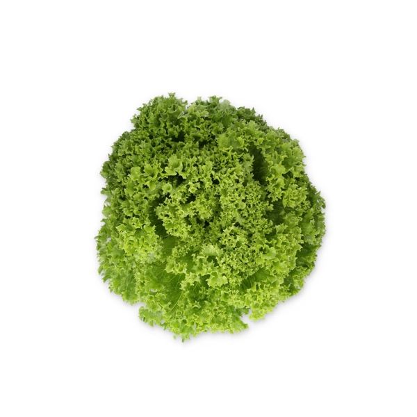 Salata Liadine RZ Salata Liadine RZ