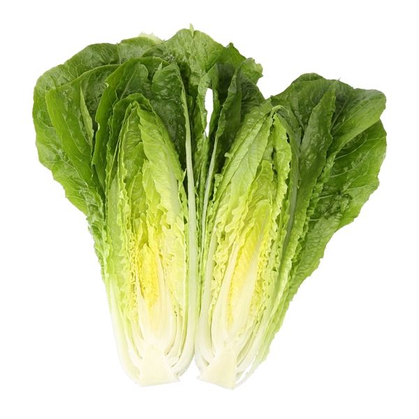 Salata Nicodemus RZ
