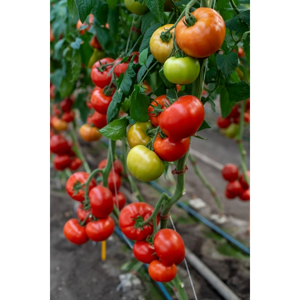 Tomate Ntama RZ F1