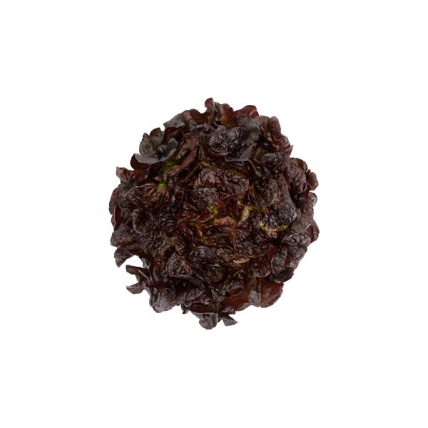 Salata Romai RZ