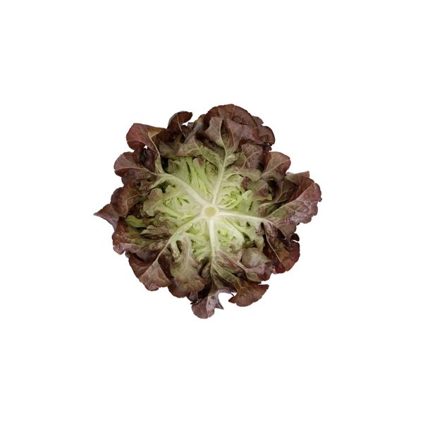 Salata Romai RZ