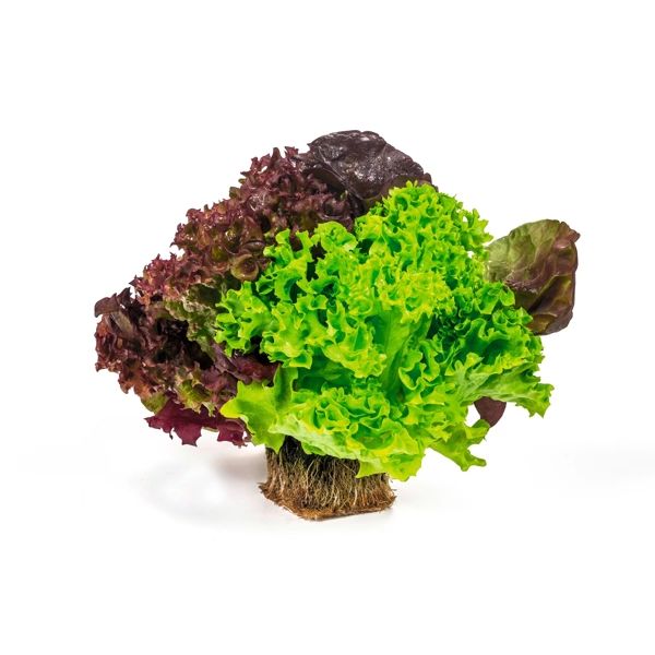 Salata Romai RZ