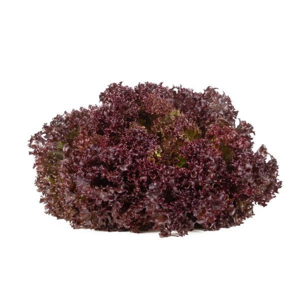 Salata Samantine RZ