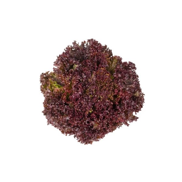 Salata Samantine RZ