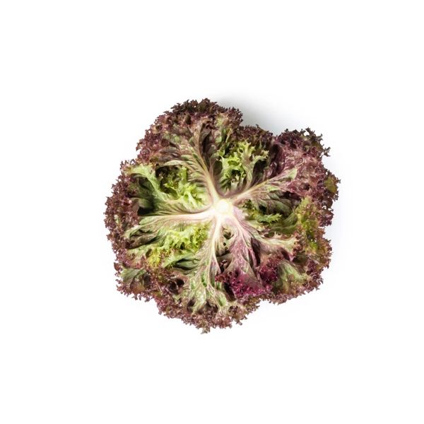 Salata Samantine RZ