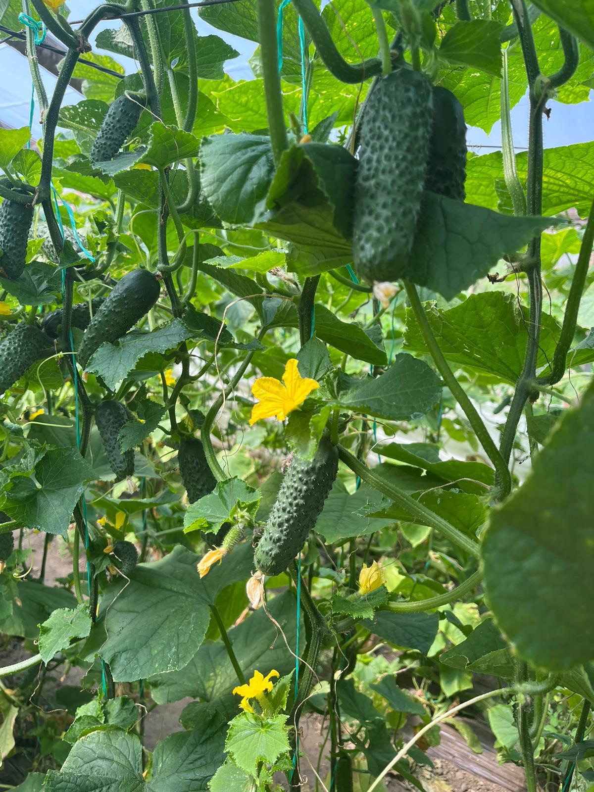Castraveti cornichon Elvinara RZ F1