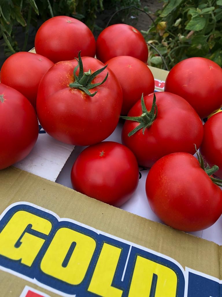Tomate Red Sonny RZ F1