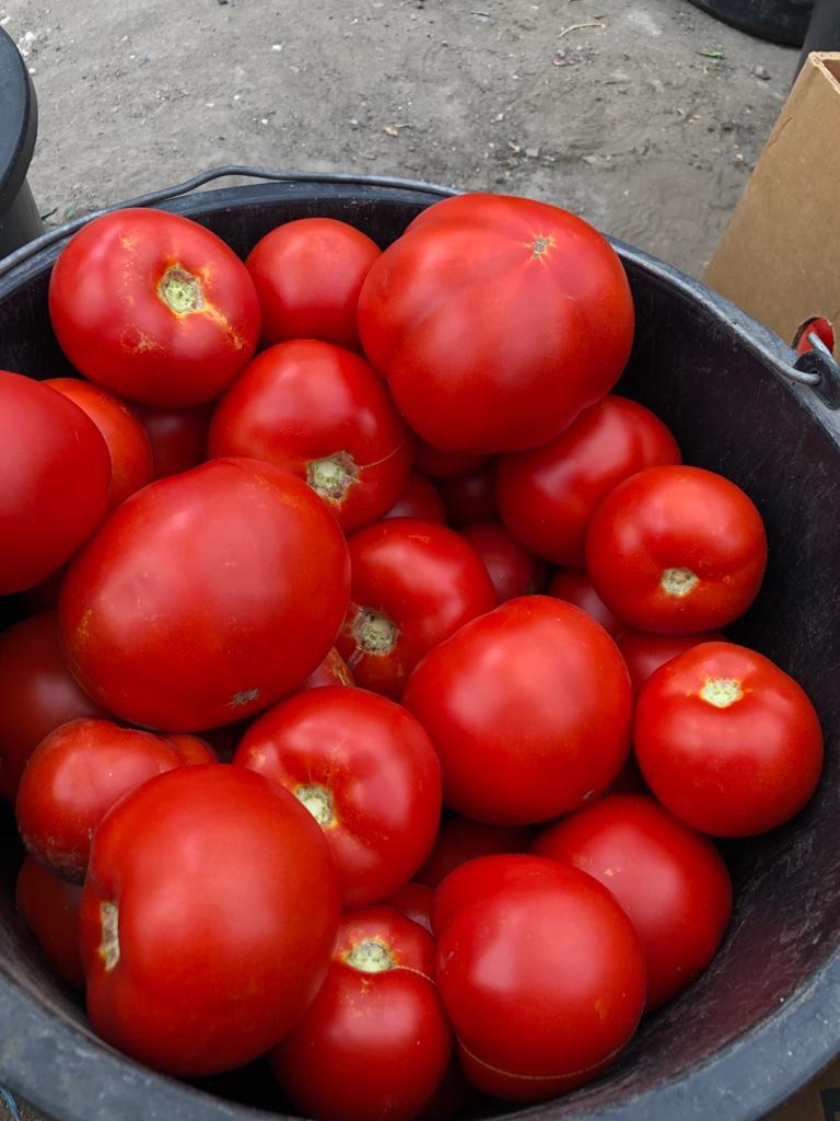 Tomate Red Sonny RZ F1