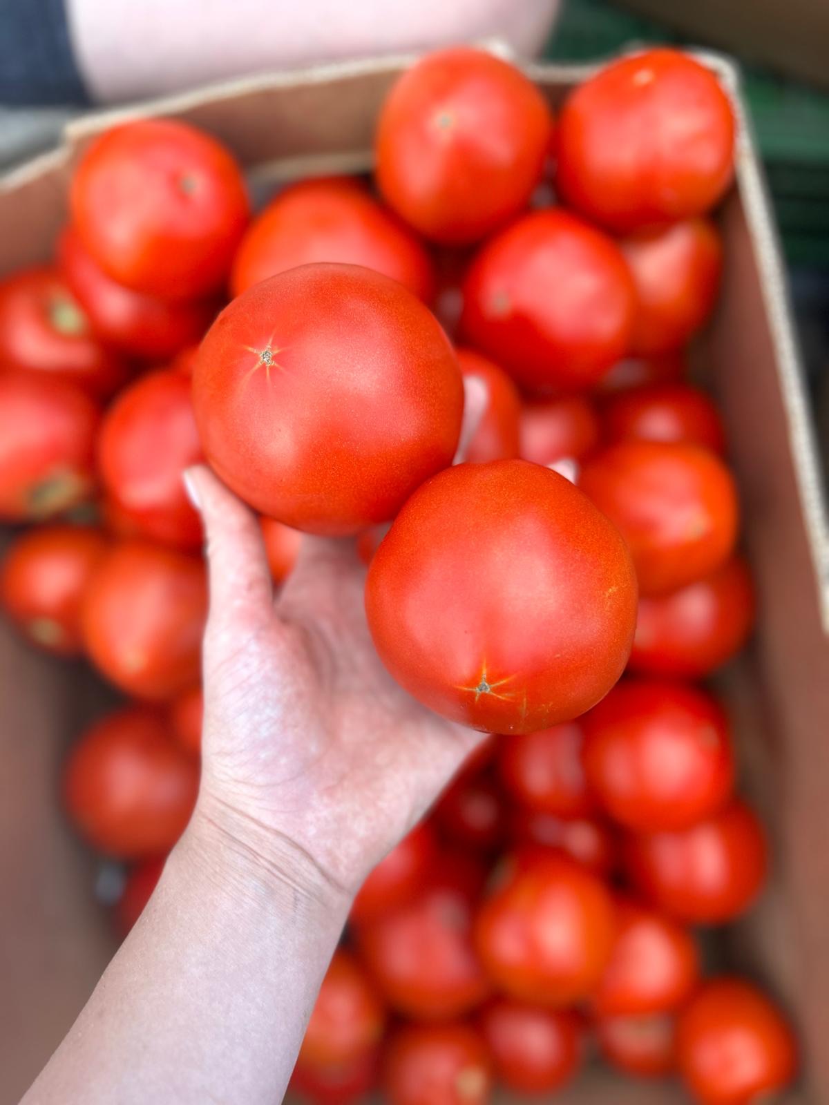 Tomate Red Sonny RZ F1