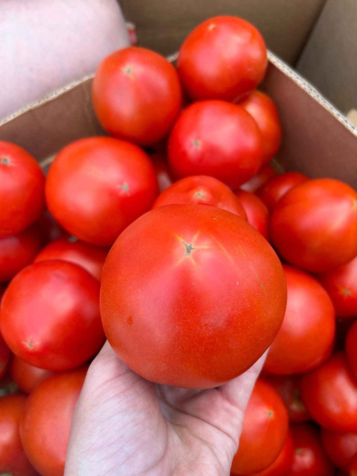 Tomate Red Sonny RZ F1