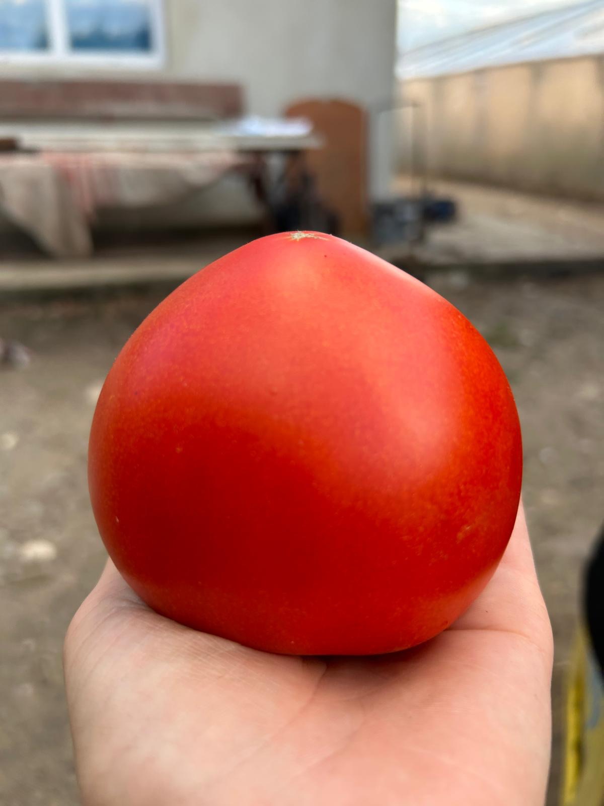 Tomate Red Sonny RZ F1
