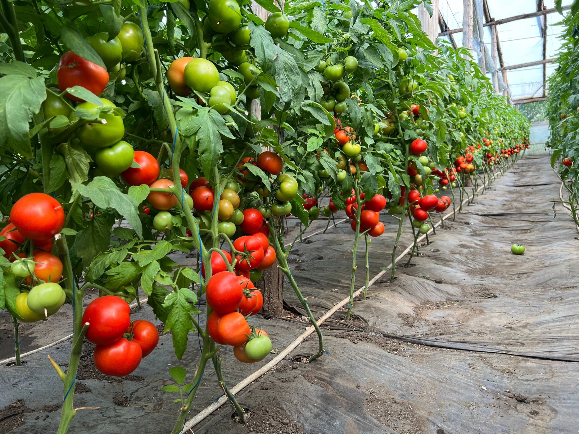Tomate Red Sonny RZ F1