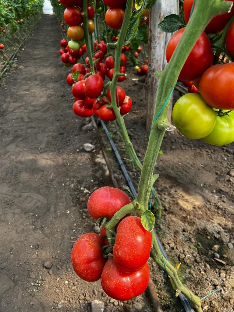 Tomate ALASIA RZ F1