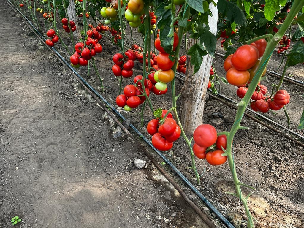 Tomate ALASIA RZ F1