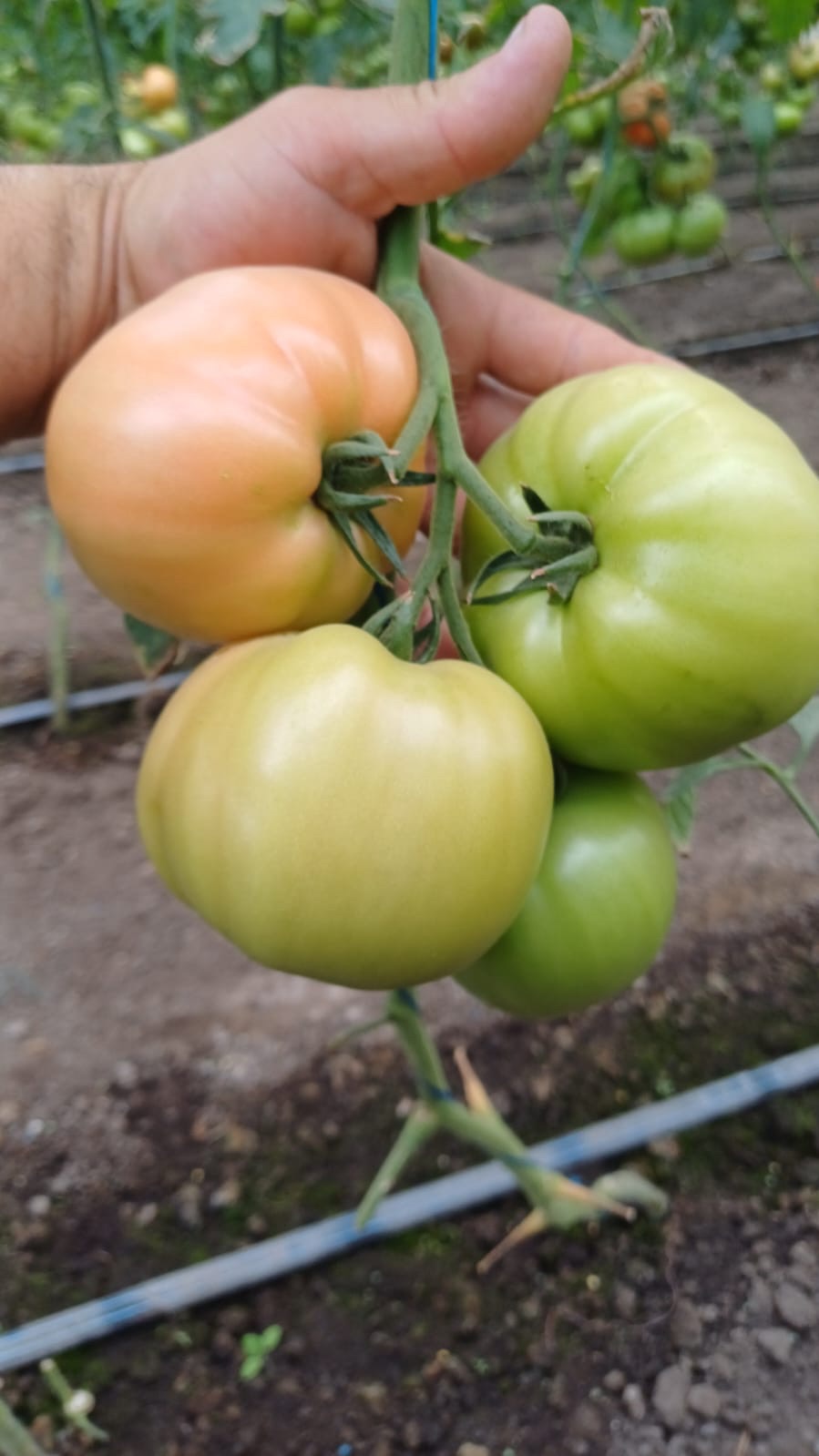 Tomate NARGIZA RZ F1