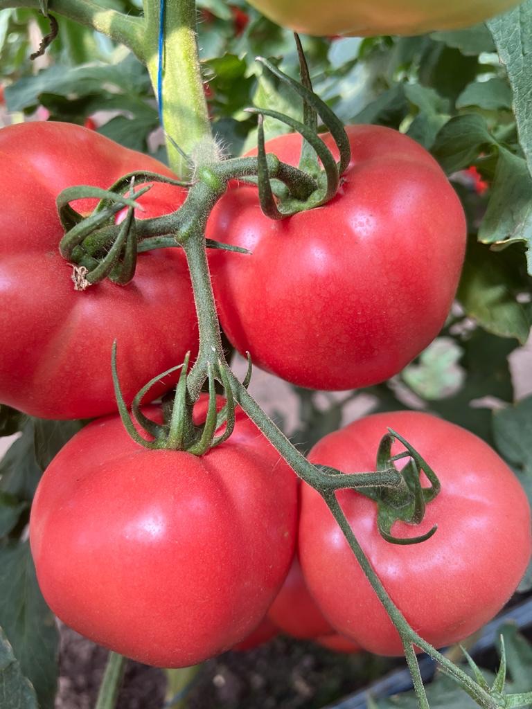 Tomate NARGIZA RZ F1