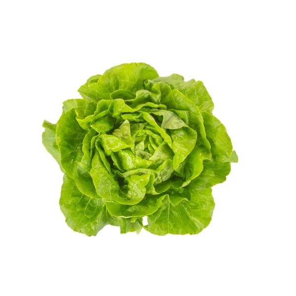 Salata Abellina RZ
