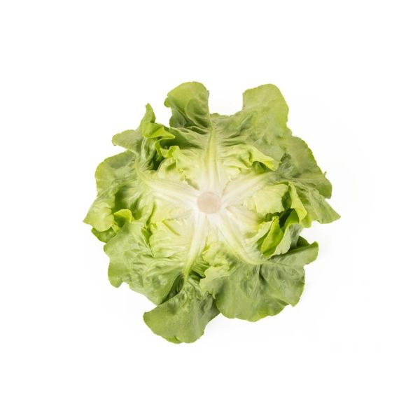 Salata Abellina RZ Salata Abellina RZ