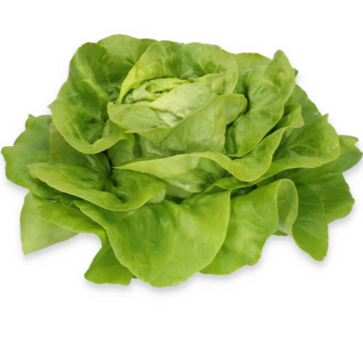 Salata Nicolina RZ