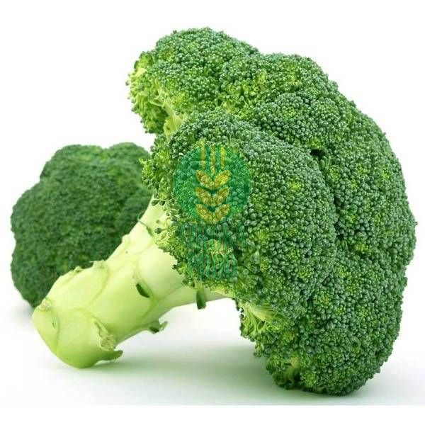Seminte semi-profesionale de legume Broccoli CALABRESE
