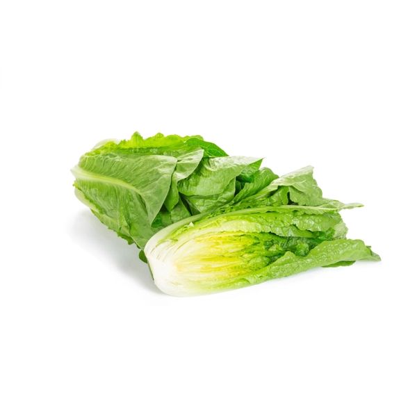Salata Concentrus RZ