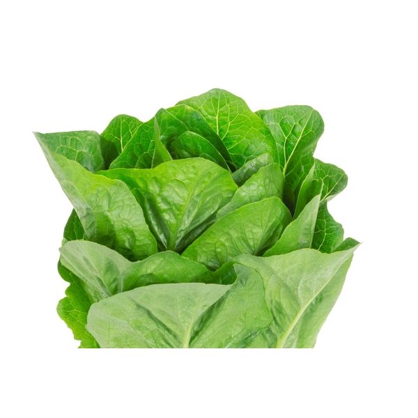 Salata Concentrus RZ