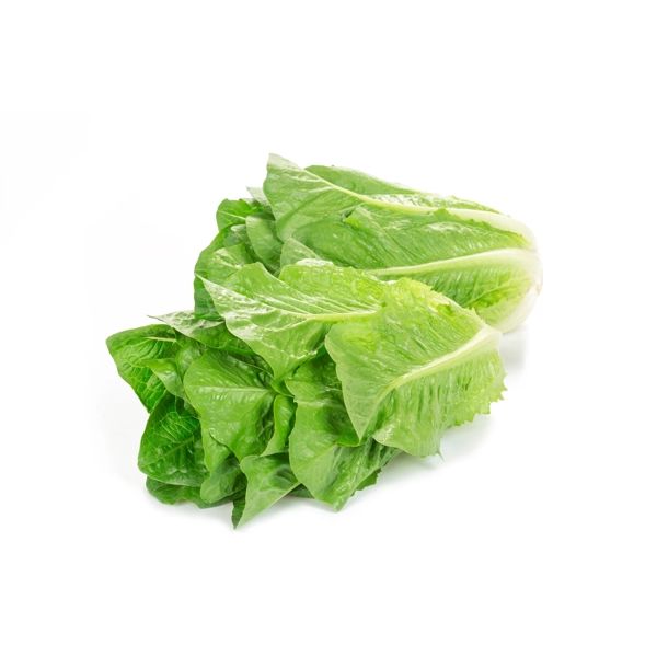 Salata Concentrus RZ