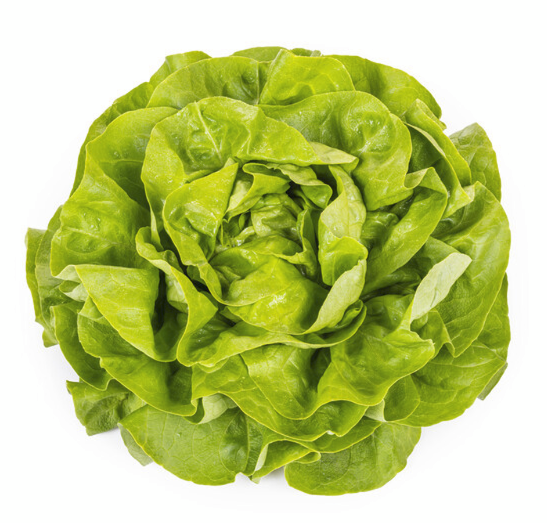 Salata Danubia RZ