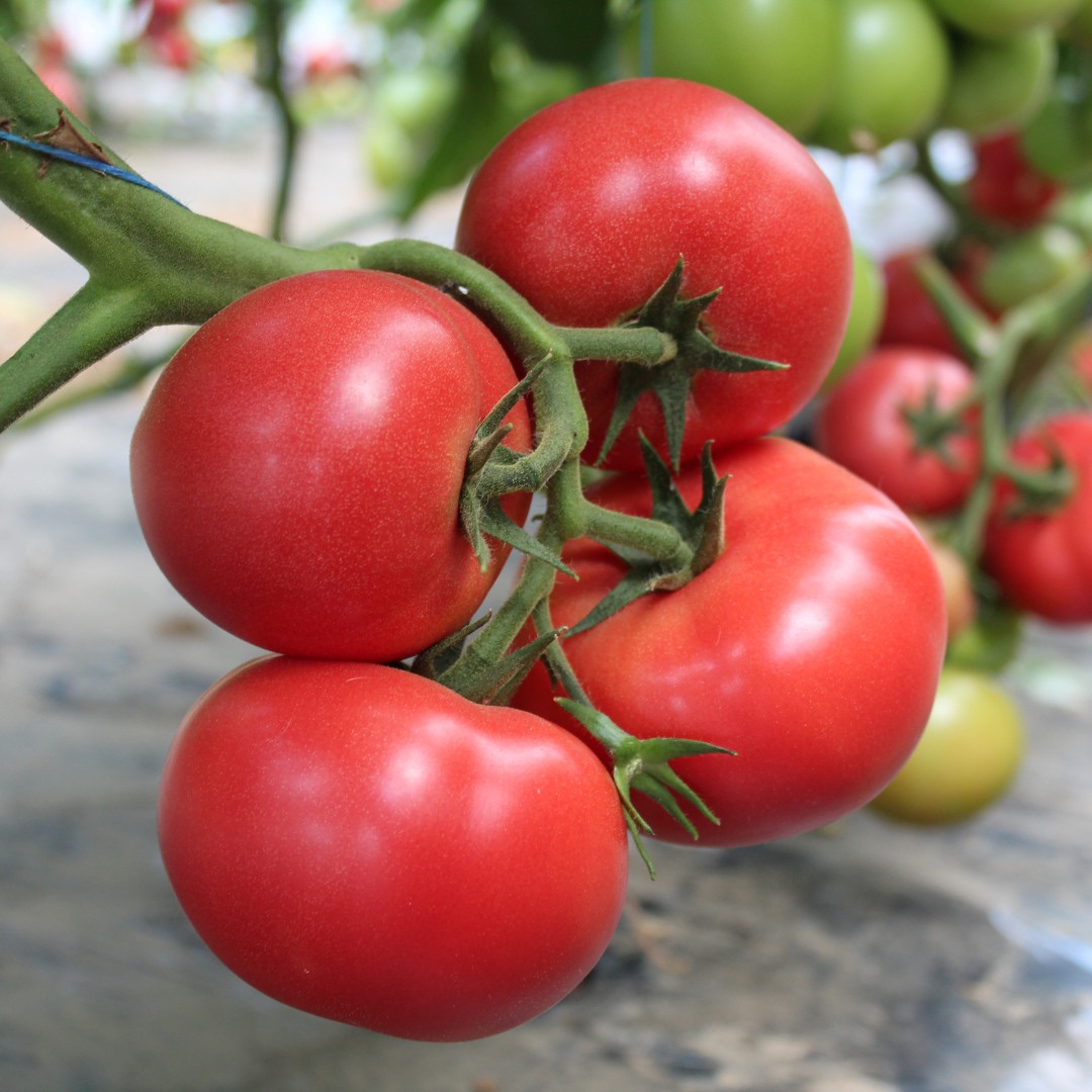Tomate NARGIZA RZ F1