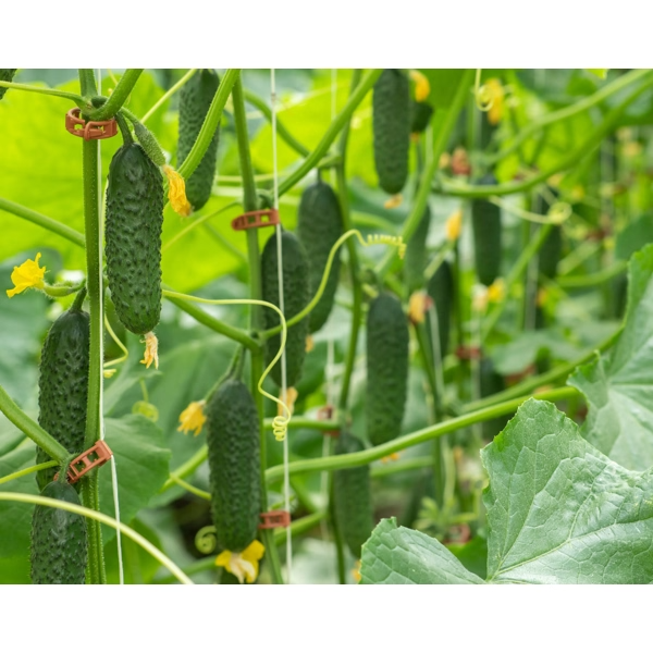 Castraveti cornichon Ilonara RZ F1 Castraveti cornichon Ilonara RZ F1
