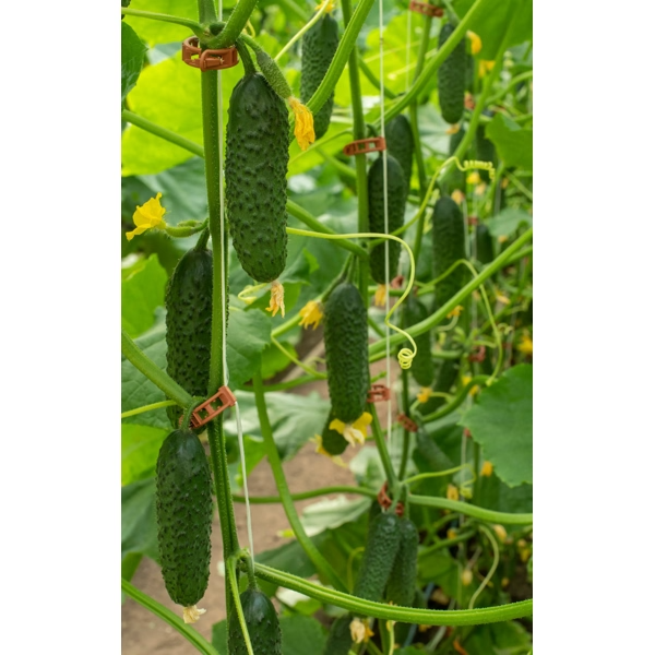 Castraveti cornichon Ilonara RZ F1