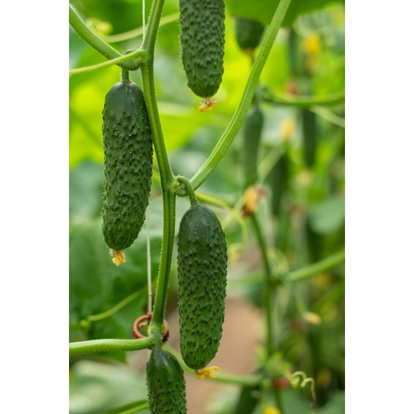 Castraveti cornichon Ilonara RZ F1 Castraveti cornichon Ilonara RZ F1