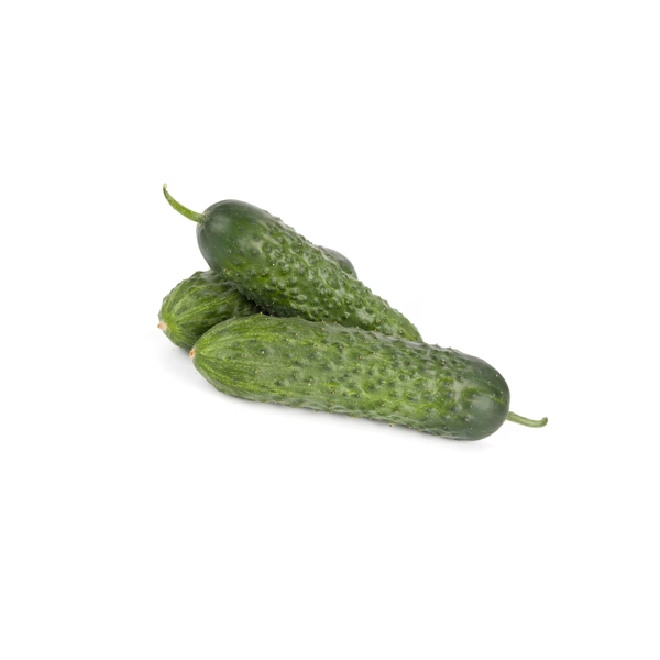 Castraveti cornichon Ilonara RZ F1 Castraveti cornichon Ilonara RZ F1