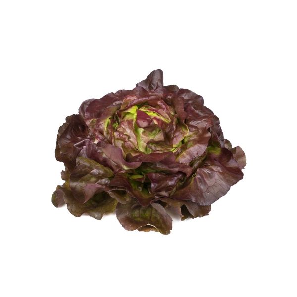Salata Jerrican RZ