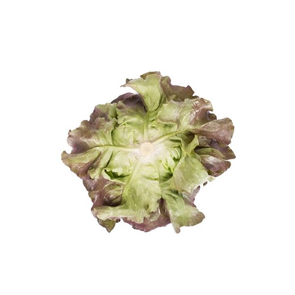 Salata Jerrican RZ