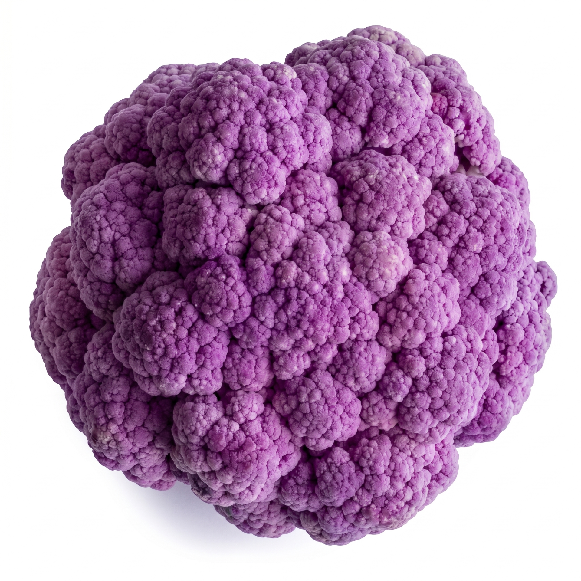 Conopida Lavender RZ F1