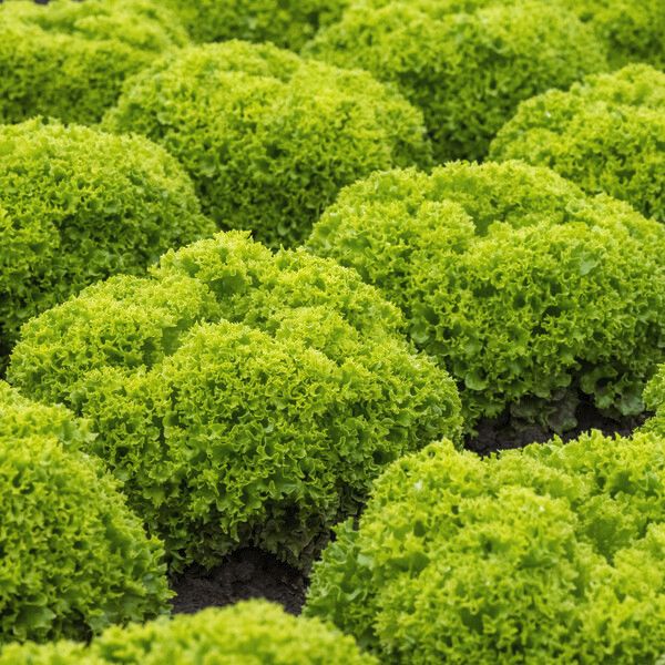 Salata Limassol RZ Salata Limassol RZ