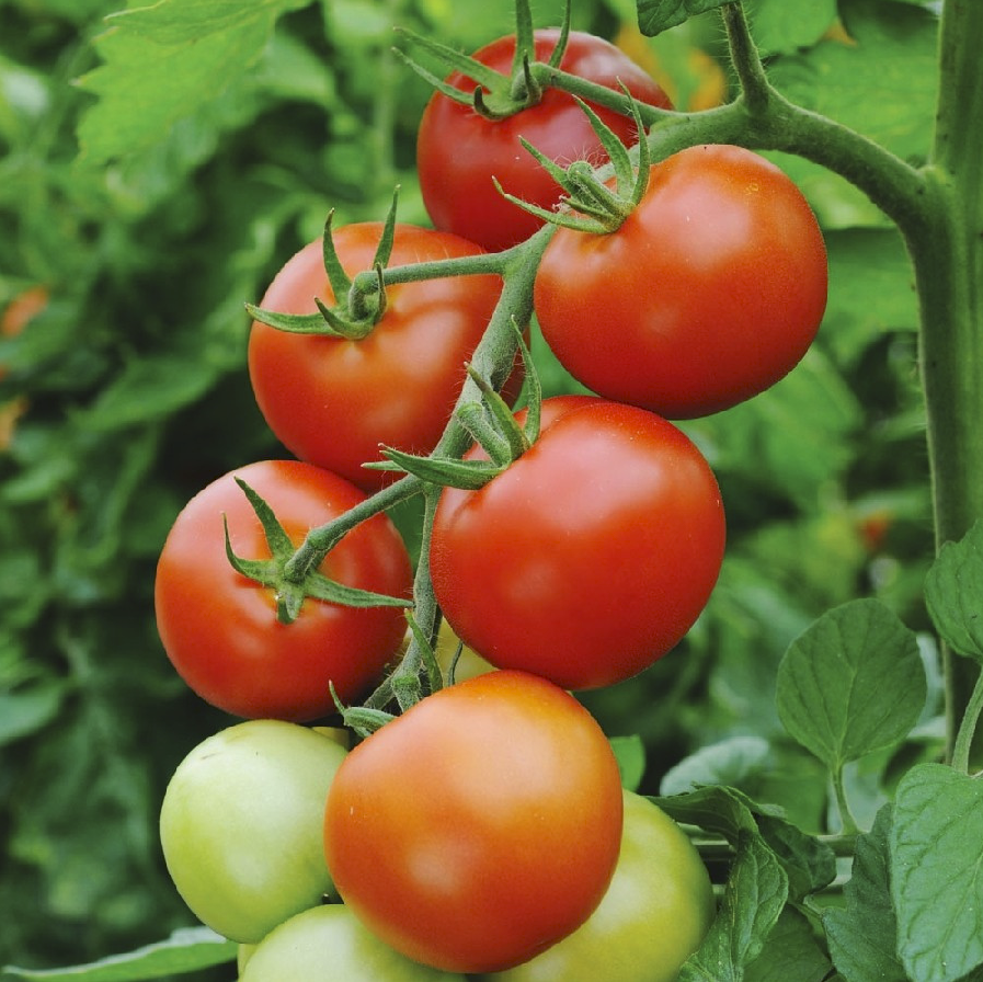 Seminte semi-profesionale de legume Tomate MONEYMAKER