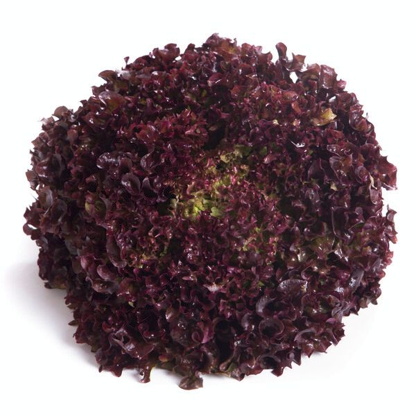 Salata Monza RZ Salata Monza RZ