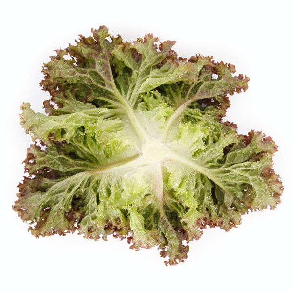 Salata Monza RZ Salata Monza RZ