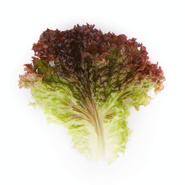 Salata Monza RZ Salata Monza RZ