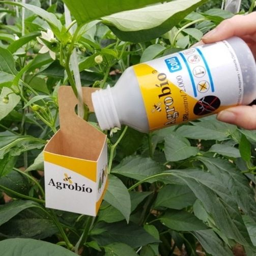 Control biologic al daunatorilor ORIcontrol COLD